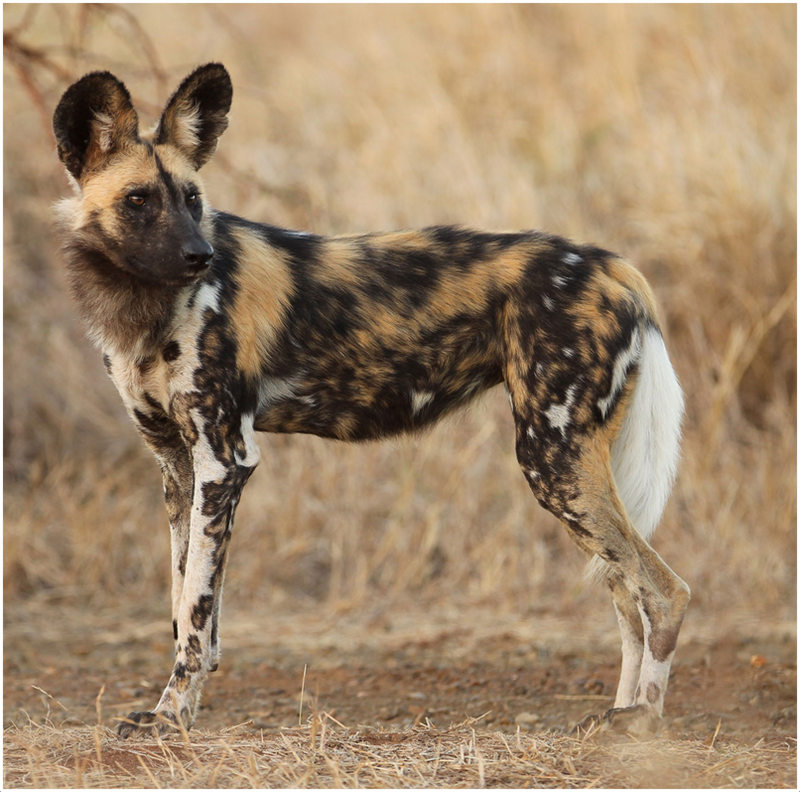 wild dogs of africa