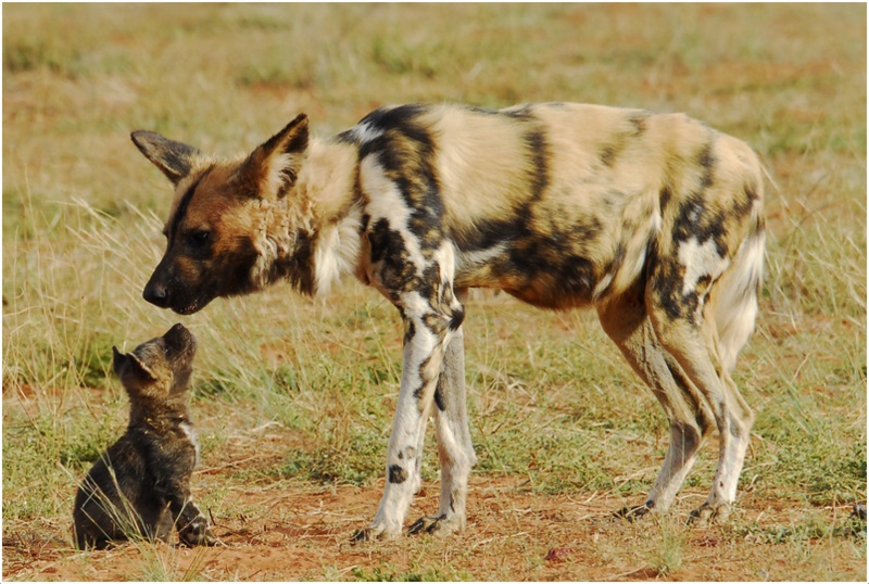 African Wild Dog Facts, Pictures, Rescue, Life Span, Temperament