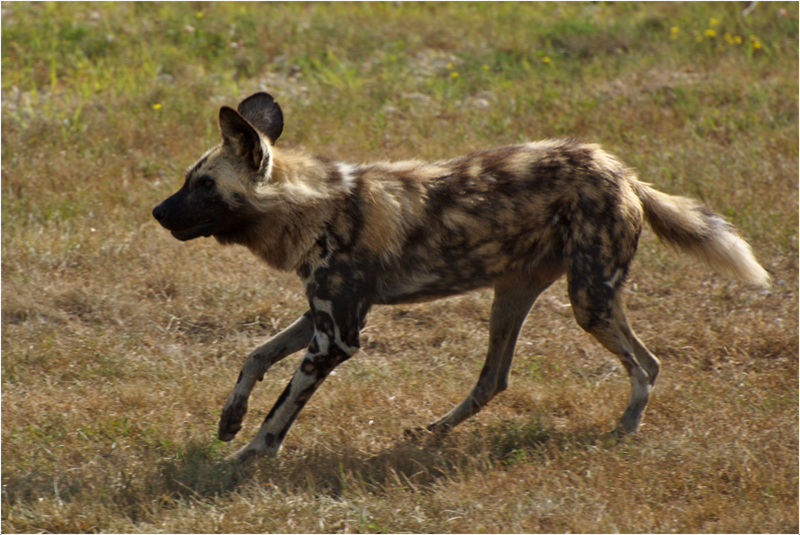 African-Wild-Dog-4.jpg