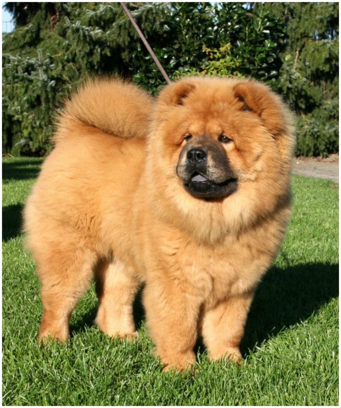 Chow Chow Breeders, Facts, Pictures, Puppies, Rescue, Temperament