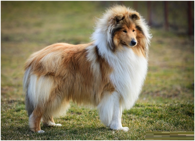 Rough Collie Alchetron The Free Social Encyclopedia