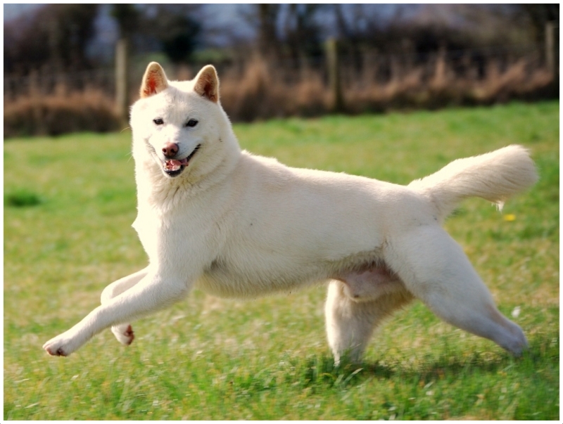 Korean Jindo Facts, Pictures, Puppies, Personality, Price, Breeders