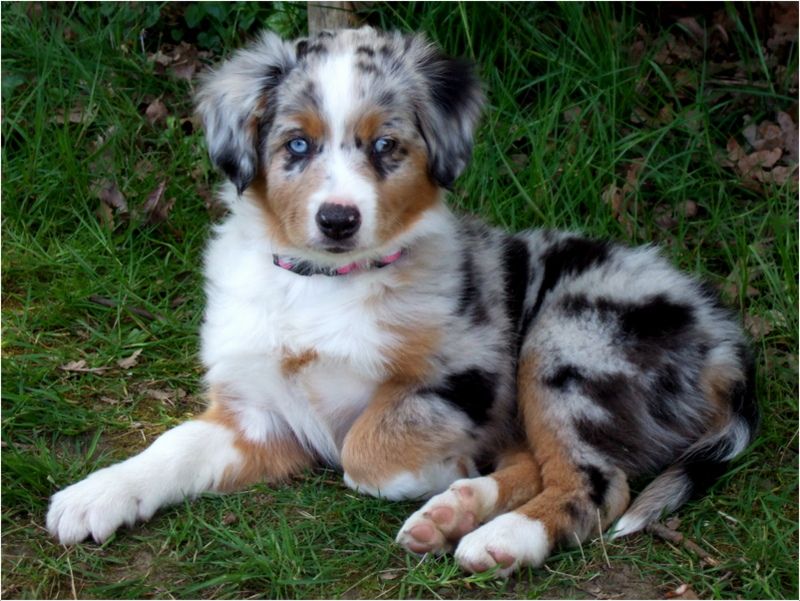 mini australian shepherd cost