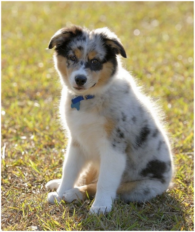 Australian Shepherd