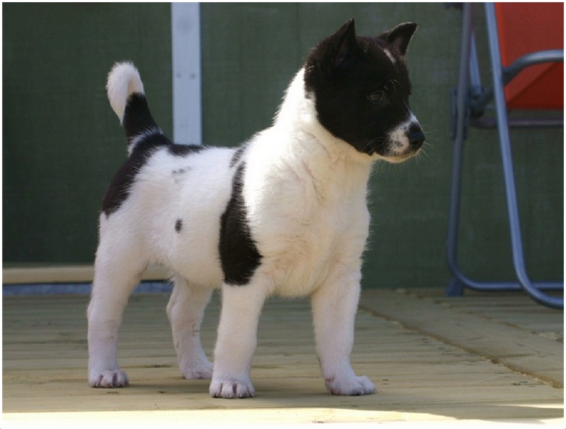 Canaan Dog - Breeders, Puppies, Facts, Pictures ...