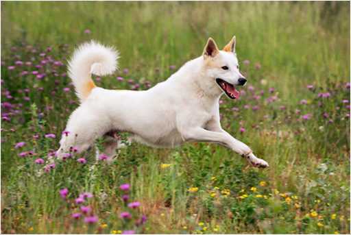 Canaan Dog - Breeders, Puppies, Facts, Pictures ...