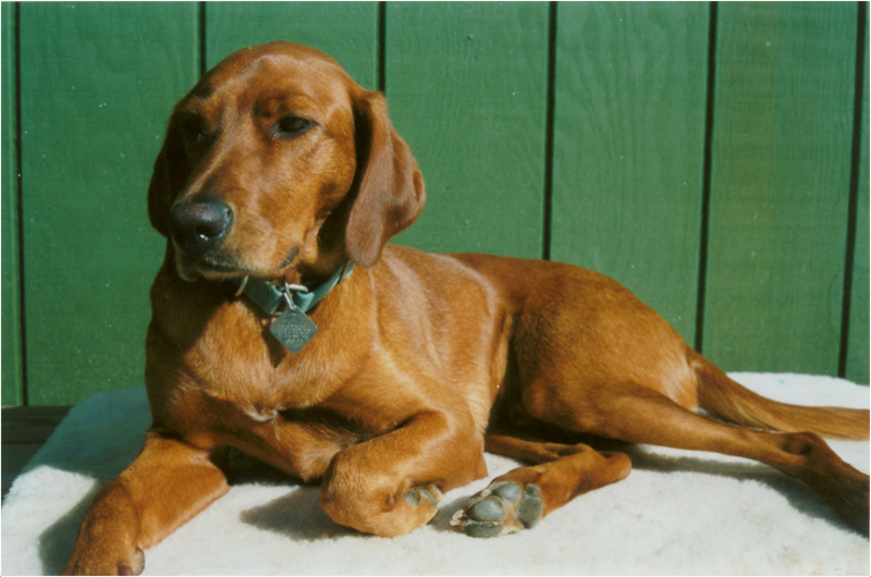 redbone coonhound stuffed animal