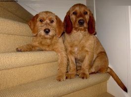 Basset Fauve de Bretagne