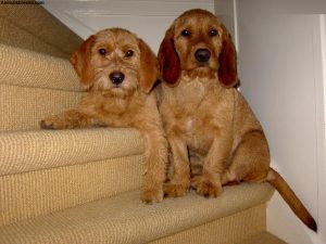 Basset Fauve de Bretagne