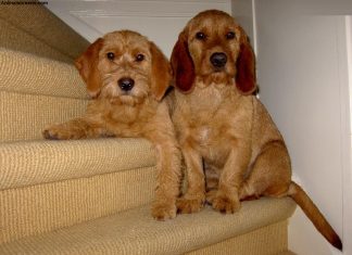 Basset Fauve de Bretagne Basset Fauve de Bretagne