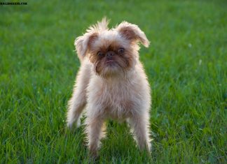 Brussels Griffon
