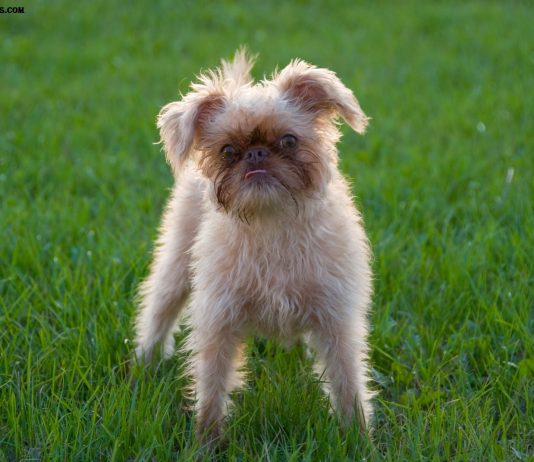 Brussels Griffon