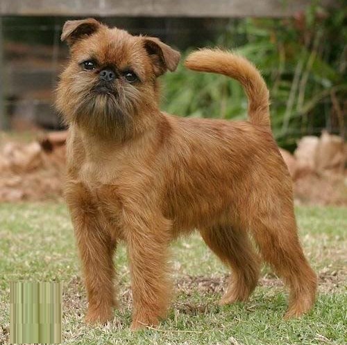 Brussels Griffon Dog Breed - Pictures, Information, Temperament ...