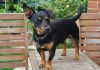 Lancashire Heeler