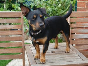 Lancashire Heeler