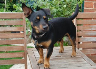 Lancashire Heeler