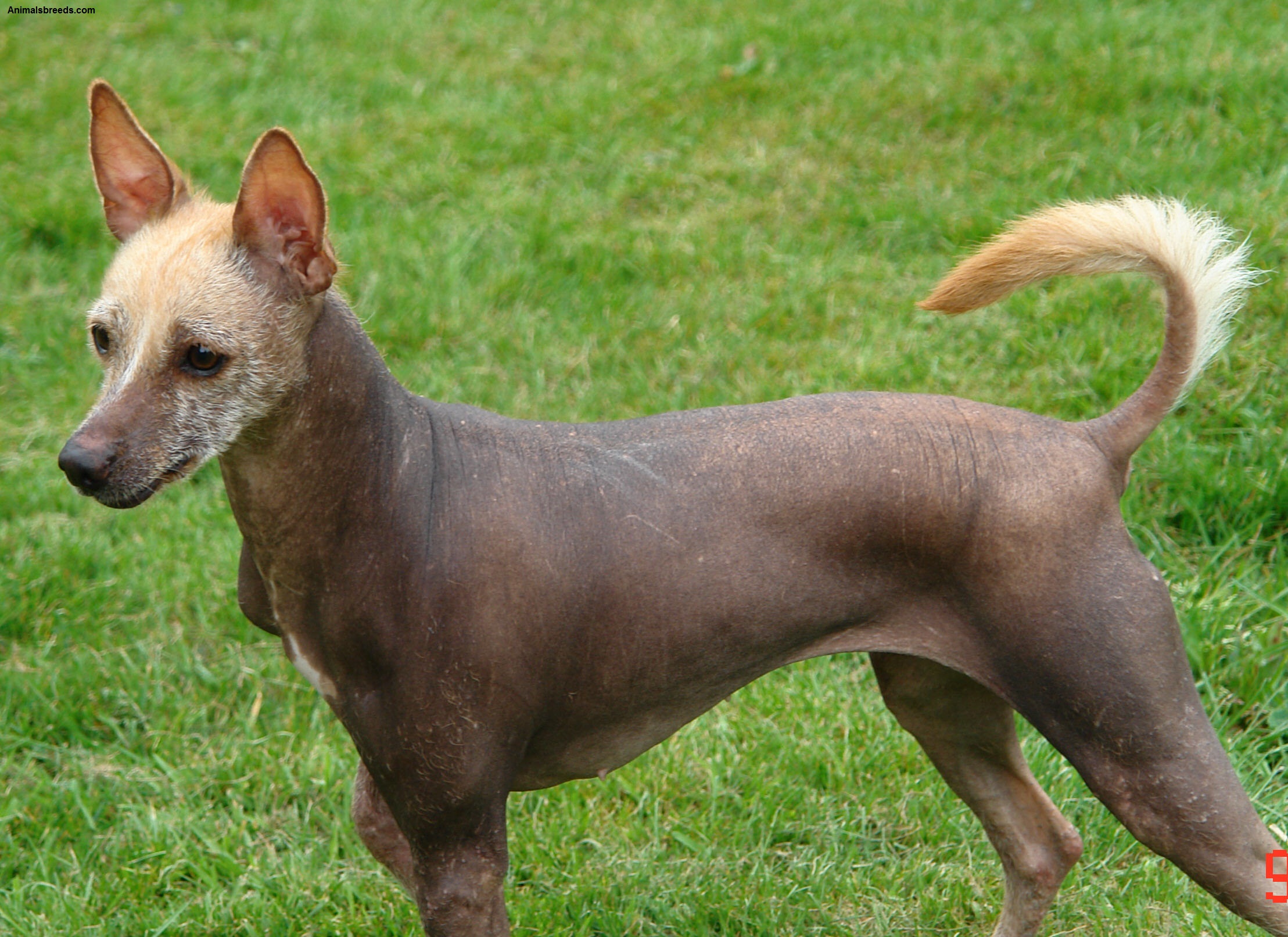 Xoloitzcuintli Dog Breed (Mexican Hairless Dog) Pictures, Information