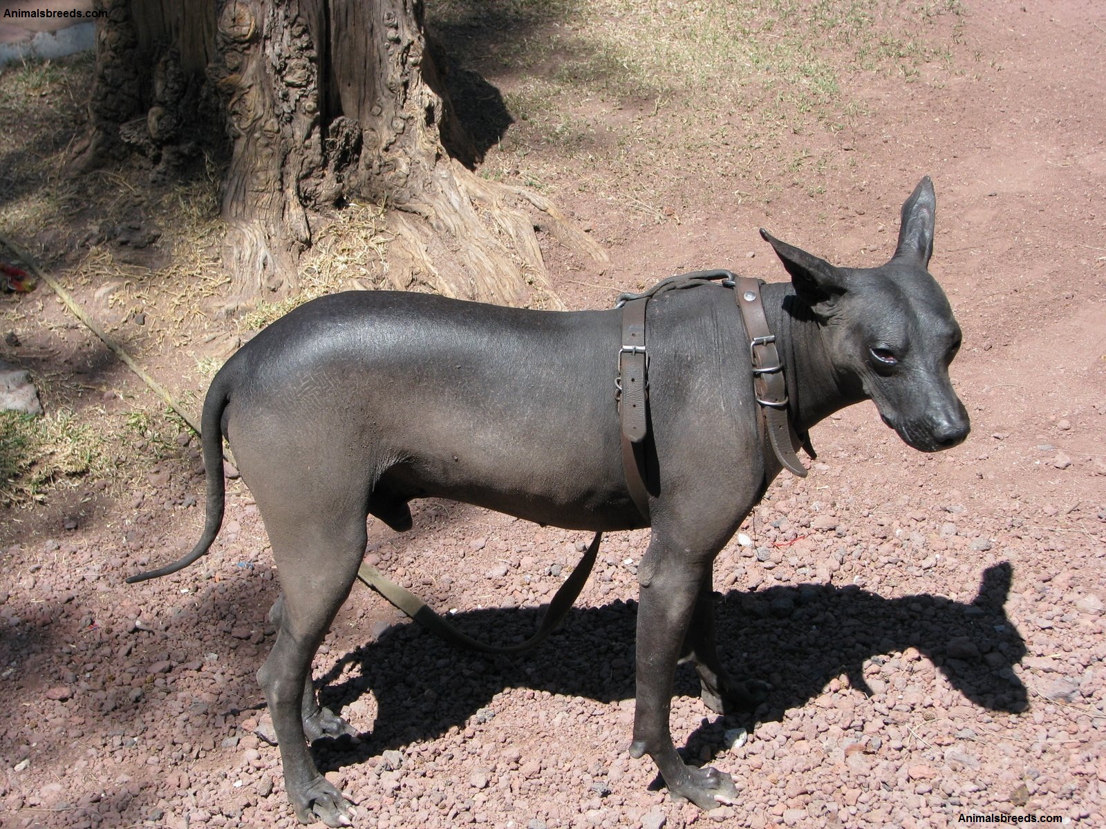 Mexican Hairless Dog 4 