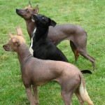 Xoloitzcuintli Dog Breed (Mexican Hairless Dog) - Pictures ...