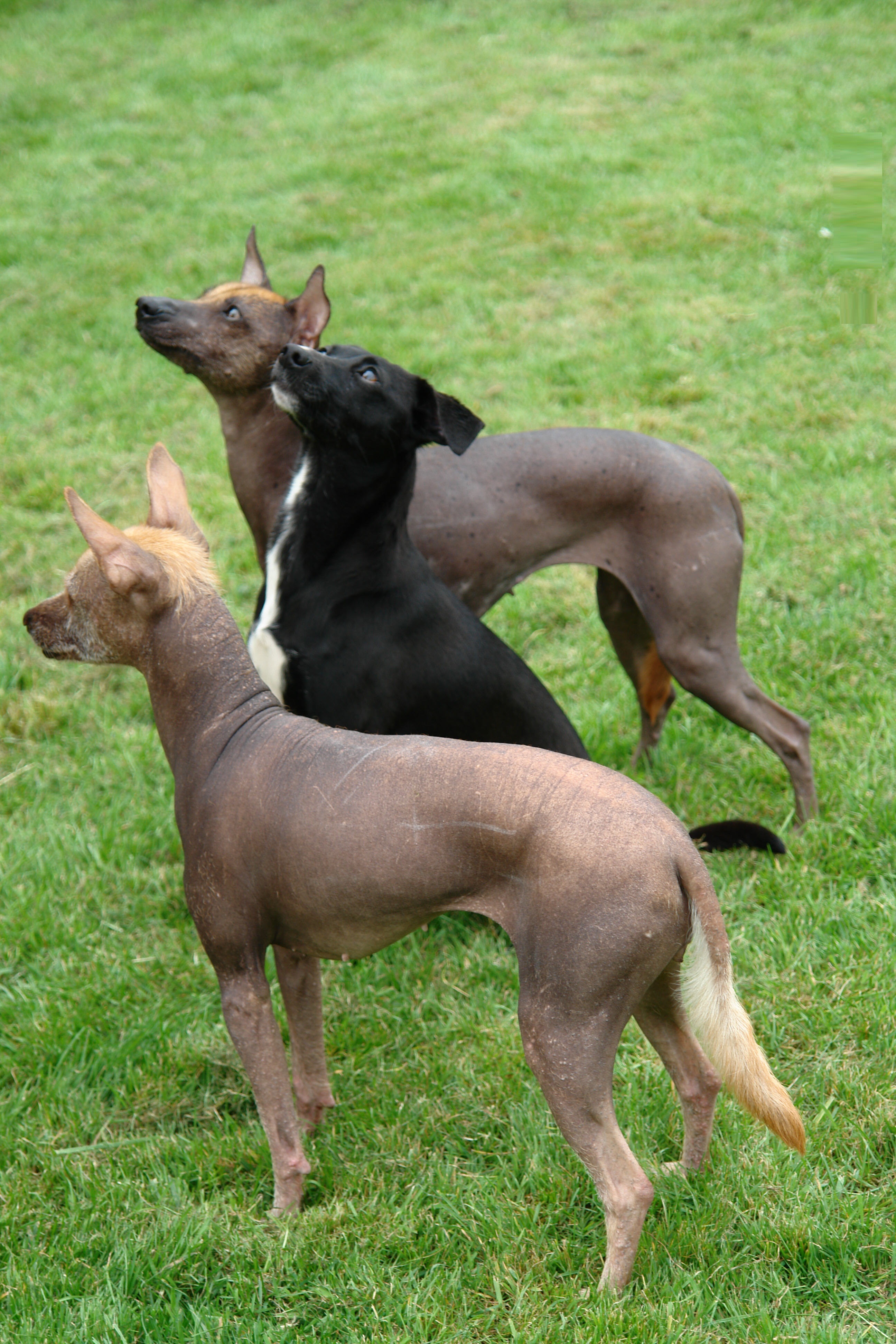 Xoloitzcuintli Dog Breed (Mexican Hairless Dog) Pictures