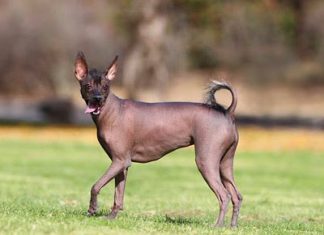 Mexican Hairless Dog