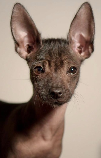 Xoloitzcuintli Dog Breed (Mexican Hairless Dog) - Pictures, Information ...