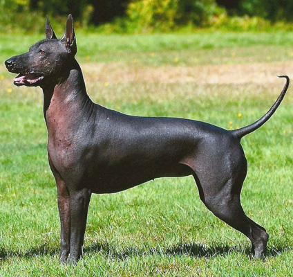 Mexican-Hairless-Dog-8.jpg