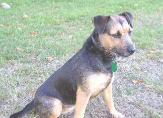 Patterdale Terrier