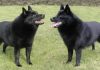 Schipperke
