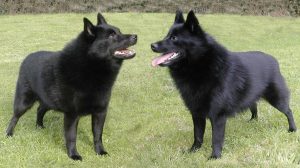 Schipperke