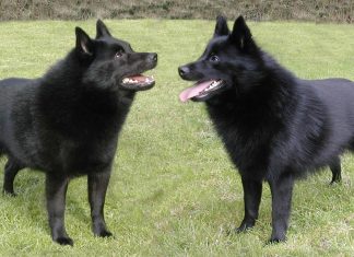Schipperke