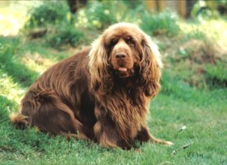 Sussex Spaniel Sussex Spaniel