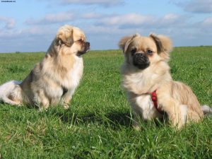 Tibetan Spaniel
