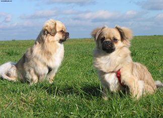 Tibetan Spaniel