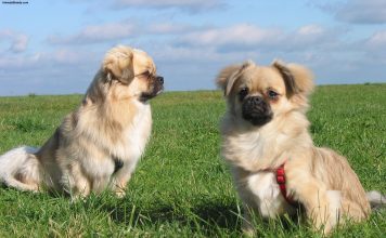 Tibetan Spaniel