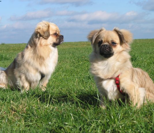 Tibetan Spaniel