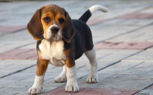 Beagle