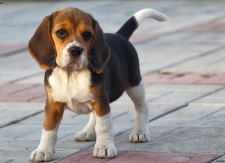 Beagle Beagle