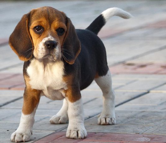 Beagle