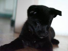 Black Norwegian Elkhound