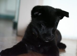 Black Norwegian Elkhound