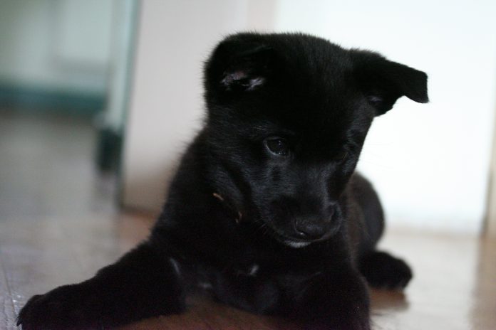 Black Norwegian Elkhound Black Norwegian Elkhound