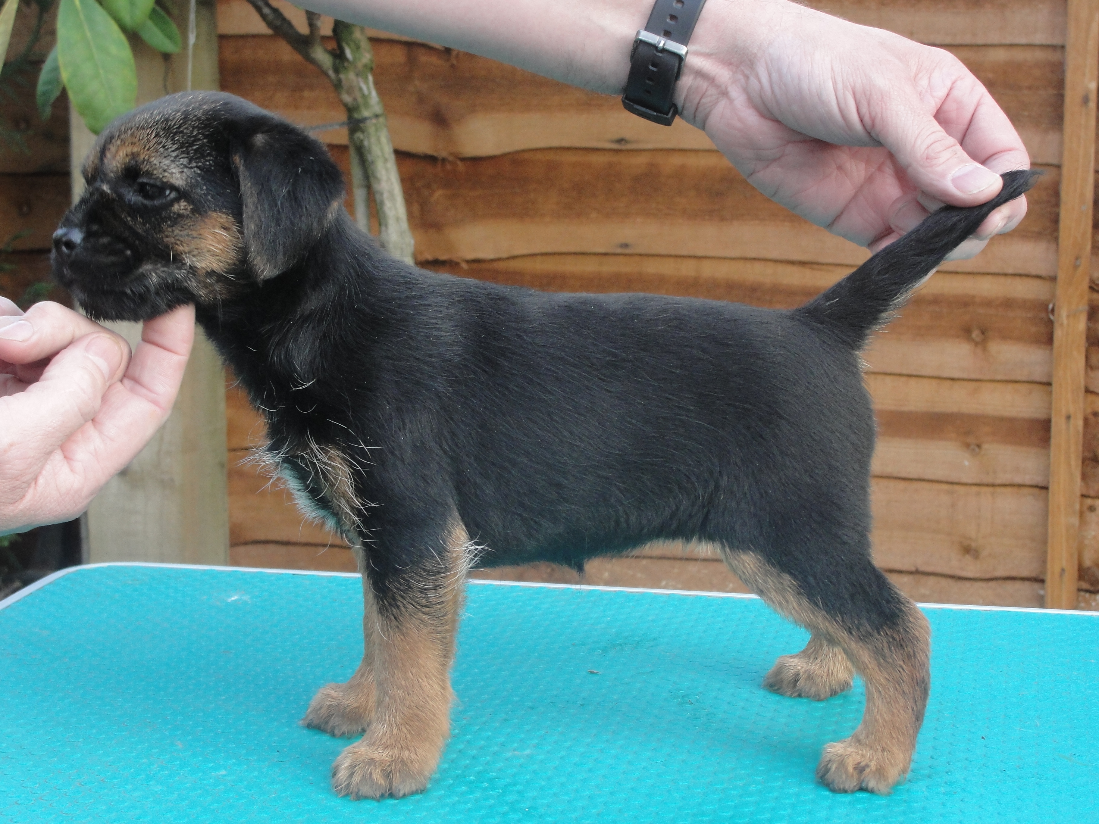 Border Terrier Pictures Information Temperament Characteristics Rescue Puppies Animals Breeds