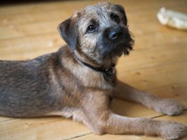 Border Terrier