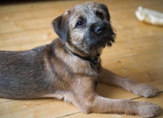 Border Terrier