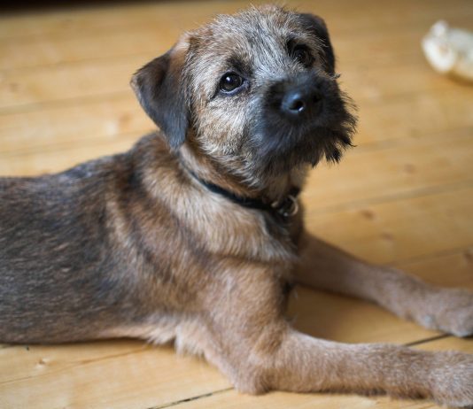 Border Terrier