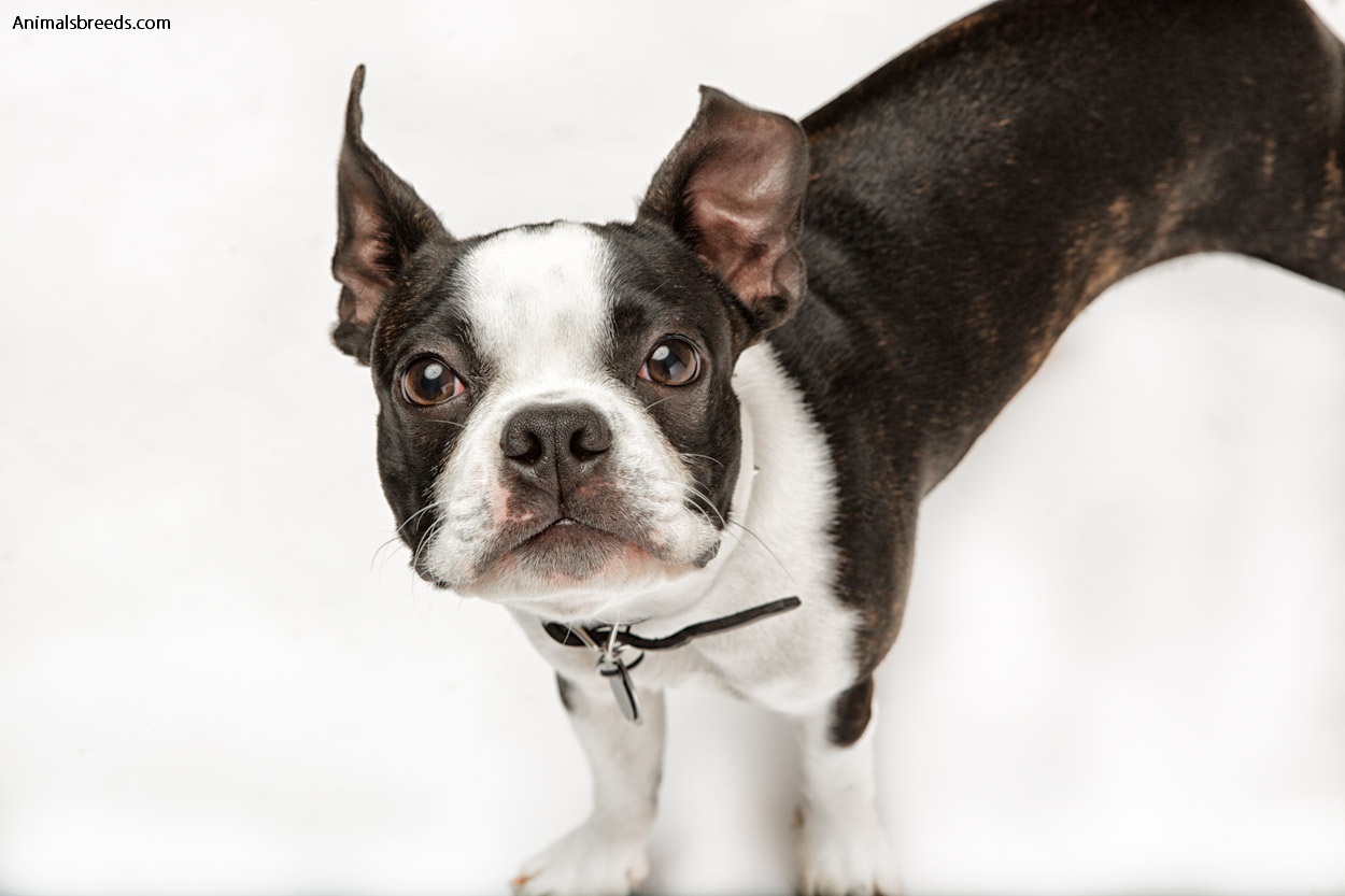 Boston Terrier Pictures, Information, Temperament