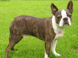 Boston Terrier