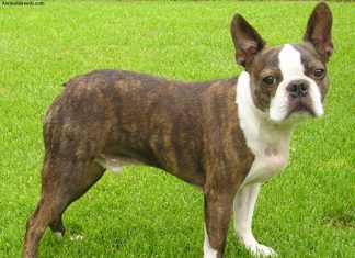 Boston Terrier