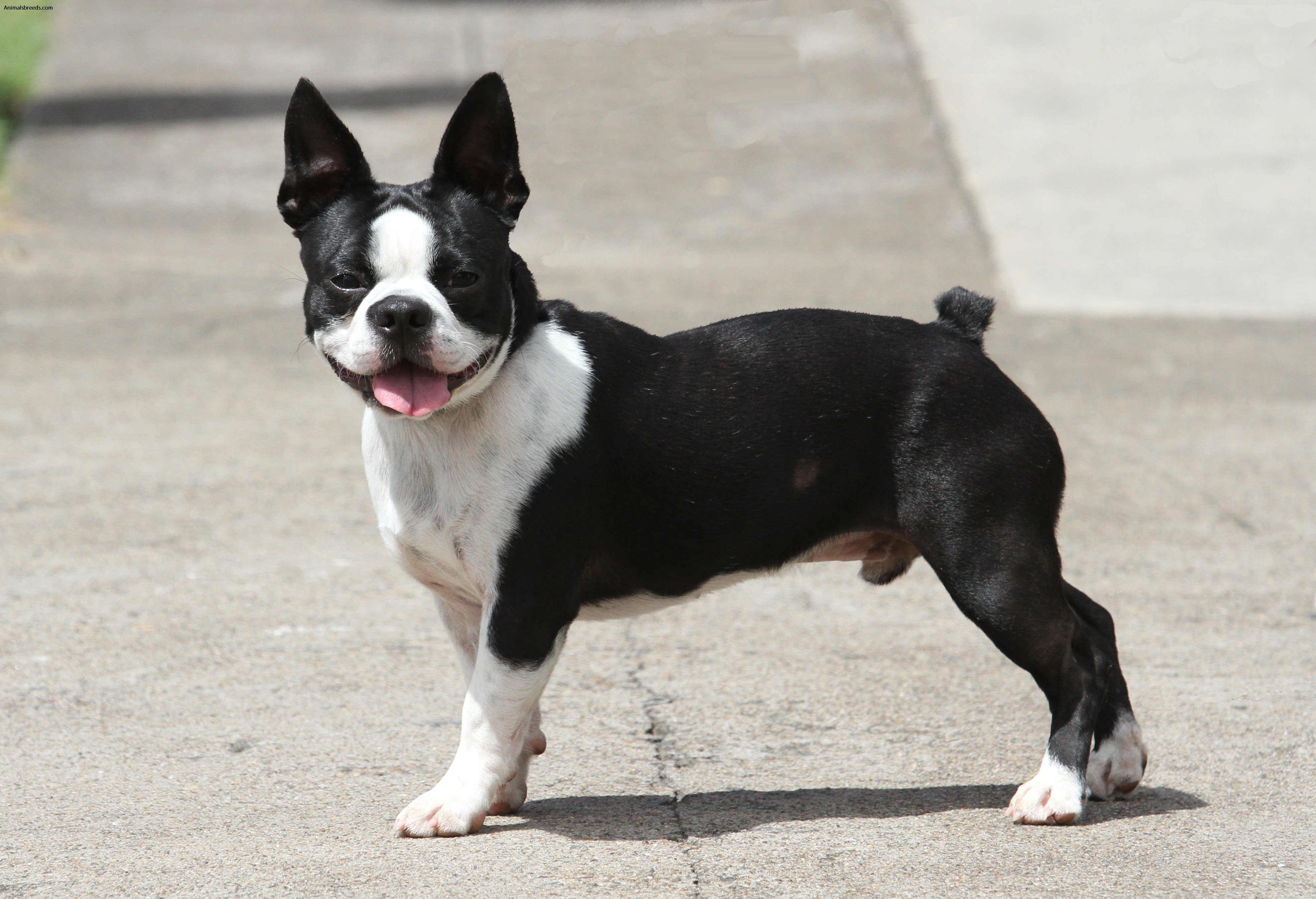 Boston Terrier - Pictures, Information, Temperament, Characteristics ...